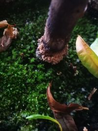 Close-up of mushroom growing in water