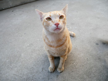Portrait of ginger cat on road