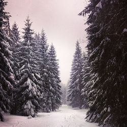 Road passing through a forest