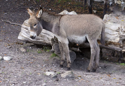 View of an animal on field