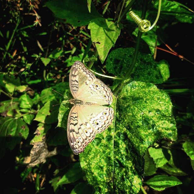 leaf, green color, plant, growth, close-up, butterfly - insect, nature, butterfly, natural pattern, high angle view, beauty in nature, green, focus on foreground, animals in the wild, wildlife, outdoors, insect, no people, day, leaf vein