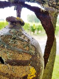 Close-up of tree trunk