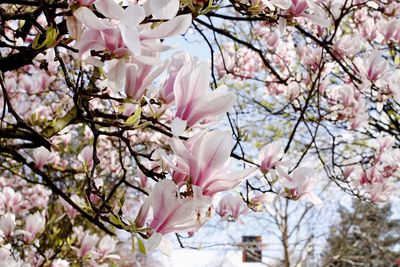 Low angle view of cherry blossoms in spring