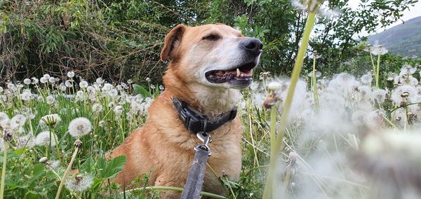 Dog looking away on field