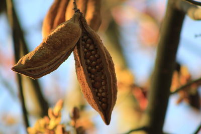 Close-up of fruit hanging on plant