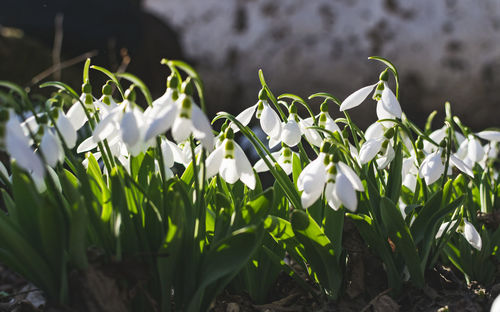 Close-up of white flowering plants on field