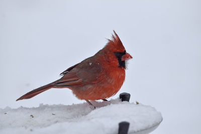 Close-up of cardinal perching on snow covered