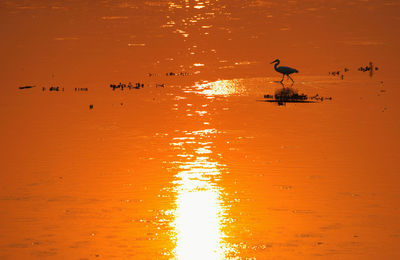Side view of stork walking in sea during sunset