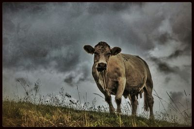 Dog on grassy field against cloudy sky