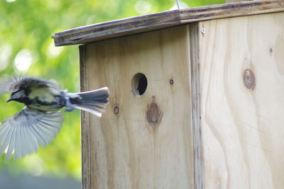 Low angle view of a bird flying