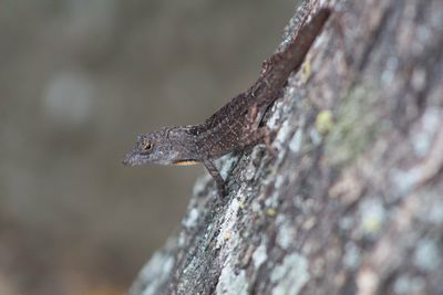 Close-up of lizard on tree trunk