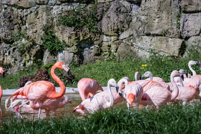 Flock of flamingos on rock by plants