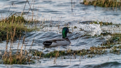 Side view of bird swimming in lake