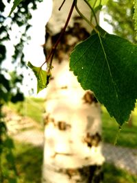 Close-up of plant