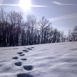 Bare trees on snow covered landscape