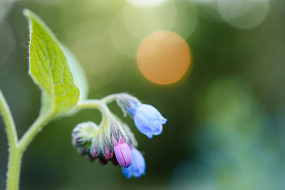 Close-up of purple flowering plant