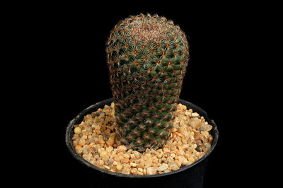 Close-up of cactus against black background