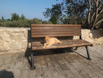 Dog sleeping on bench