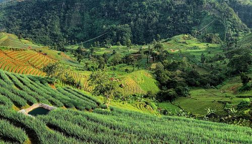 Scenic view of agricultural field