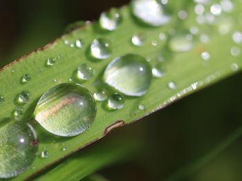 Close-up of wet plant