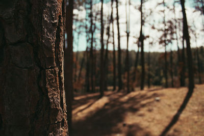 Close-up of tree trunk in forest