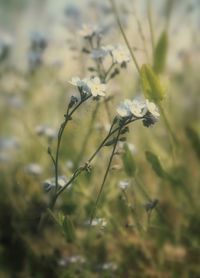 Close-up of white flowering plant