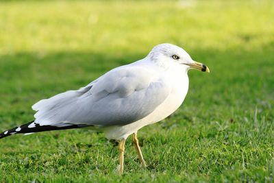Close-up of white bird on grassy field