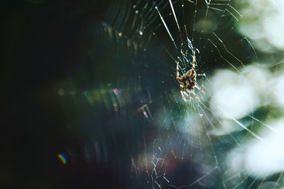 Close-up of spider web