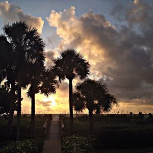 Silhouette of trees at sunset