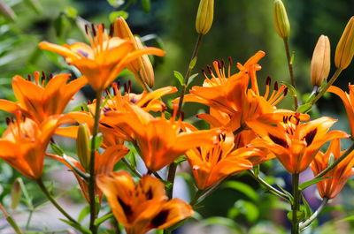 Close-up of orange flowering plants