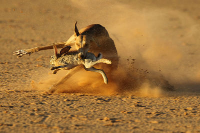 Dog catching rabbit