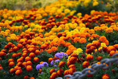 Close-up of orange flowers blooming in field