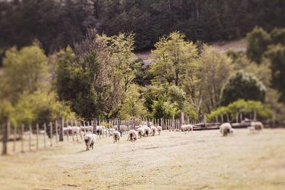 Horses grazing on field