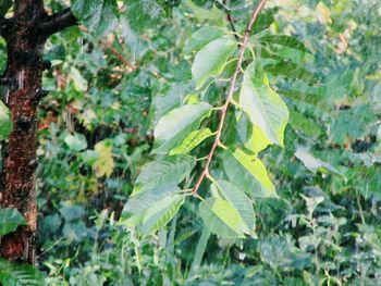 Close-up of fresh green plants