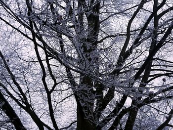 Low angle view of tree against sky