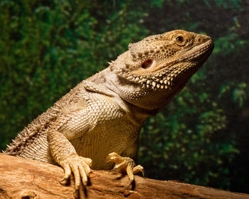 Close-up of a lizard