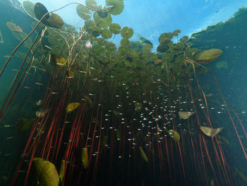 Low angle view of plants in sea