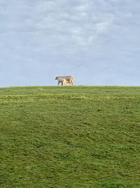Horse in a field