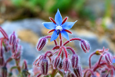 Close-up of purple flowering borage flower also known as starflower, borago officinalis