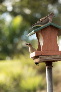 Red bellied woodpecker melanerpes carolinus and a mourning dove zenaida macroura on a bird feeder