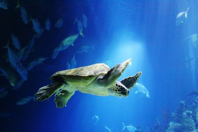 Turtle swimming in sea