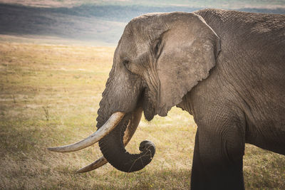 Side view of elephant on field