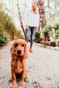 Portrait of dog with woman on footpath at park