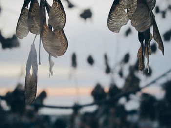 Close-up of plant against blurred background