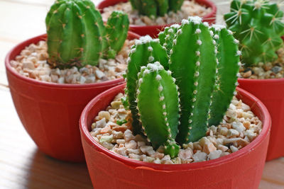 Close-up of succulent plant on table