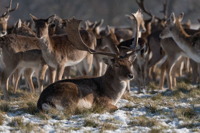 Deer relaxing on land during winter