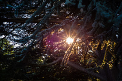 Sunlight streaming through trees in forest