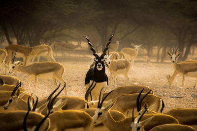 View of deer on field