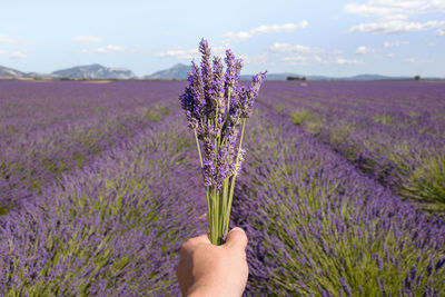 Hand holding purple flowering plant in field