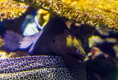 Close-up of fish swimming in sea